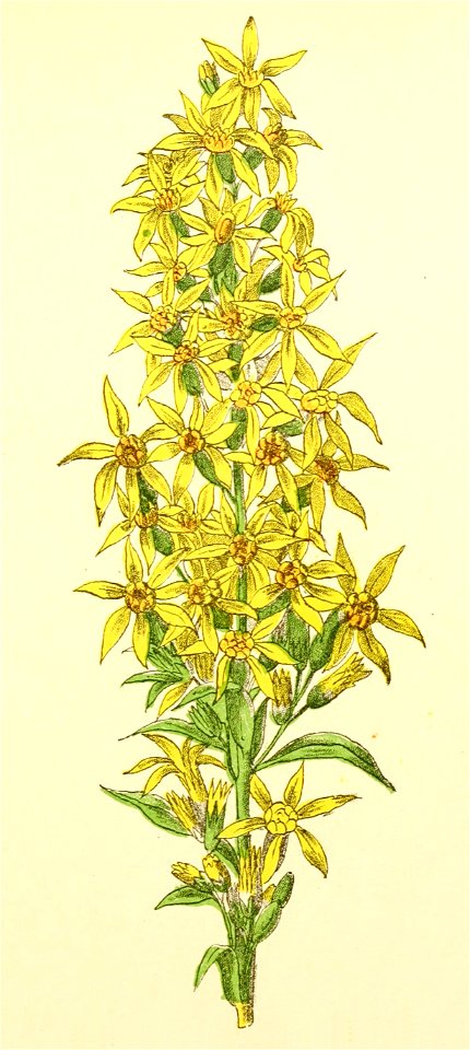 Plantenschat1898 297 143 Guldenroede.—Solidago virga aurea