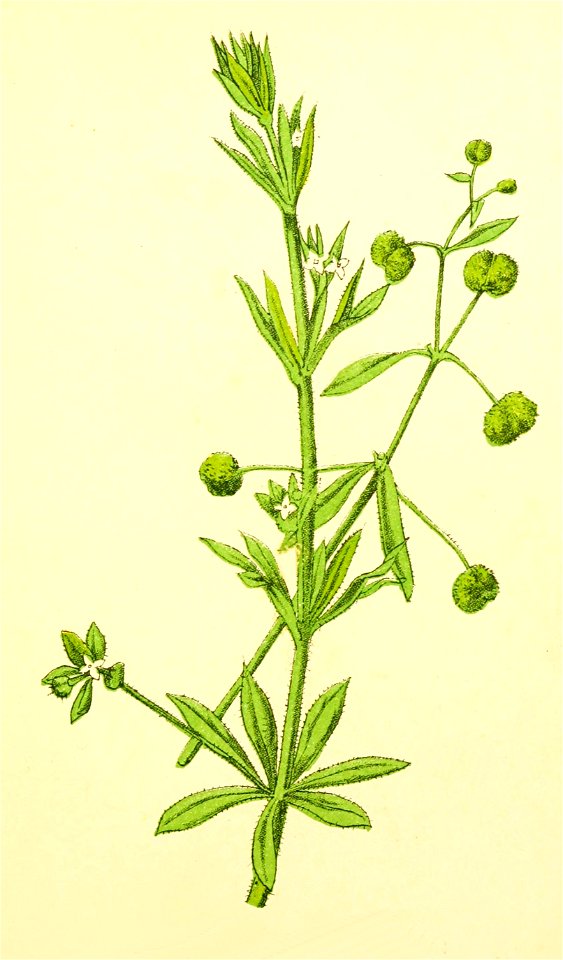 Plantenschat1898 289 139 Kleefkruid. — Galium aparine