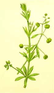 Plantenschat1898 289 139 Kleefkruid. — Galium aparine