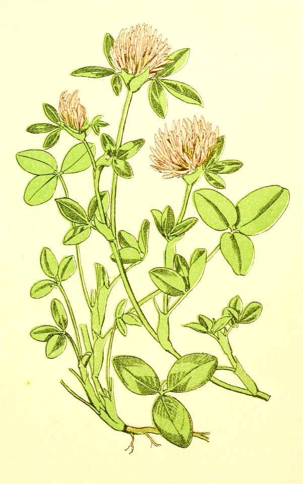 Plantenschat1898 149 69 Roode klaver.— Trifoliurn pratense