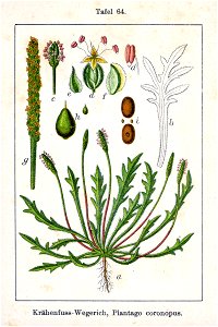 Plantago coronopus Sturm64