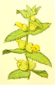 Plantenschat1898 45 17 Groote ratelaar.—Rhinanthus major