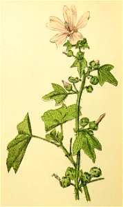 Plantenschat1898 150 70 Groote malva.—Malva sylvestris