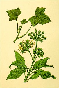 Plantenschat1898 316 154 Klimop.—Hedera helix