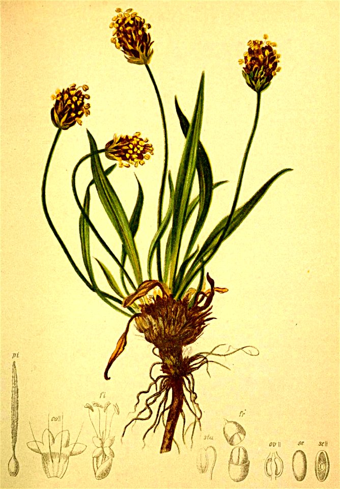 Plantago montana Atlas Alpenflora