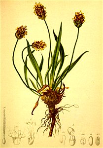 Plantago montana Atlas Alpenflora
