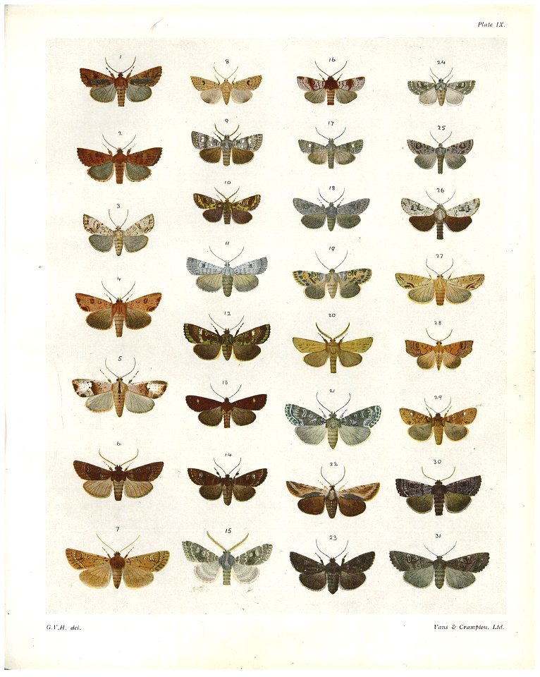 Plate IX The butterflies & moths of New Zealand