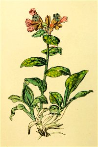 Plantenschat1898 34 Longenkruid.—Pulmonaria officinalis. Free illustration for personal and commercial use.