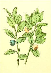 Plantenschat1898 53 21 Blauwbes.—Vaccinium myrtillus. Free illustration for personal and commercial use.