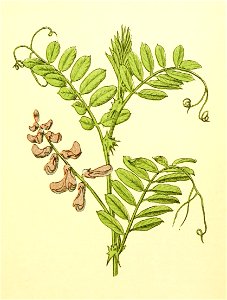 Plantenschat1898 181 85 Vogelwikke.—Vicia cracca. Free illustration for personal and commercial use.