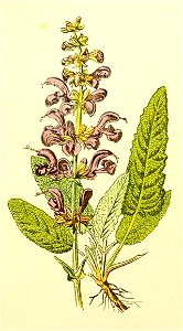Plantenschat1898 93 41 Salie.—Salvia pratensis. Free illustration for personal and commercial use.