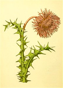 Plantenschat1898 226 108 Knikkende distel.—Carduus nutans
