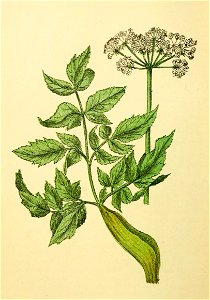Plantenschat1898 294 142 Engelwortel.—Angelica sylvestris. Free illustration for personal and commercial use.