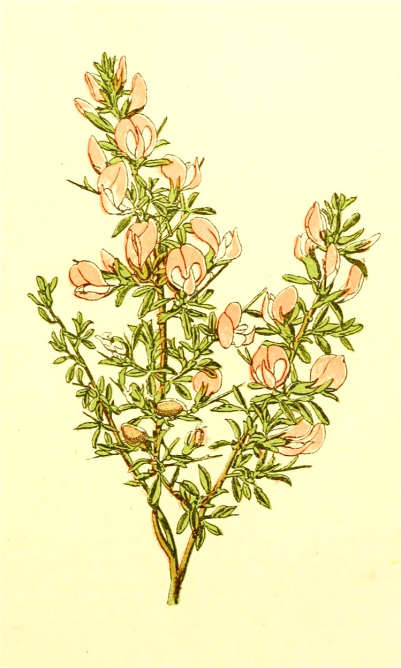 Plantenschat1898 197 93 Gedoornd stalkruid.—Ononis spinosa