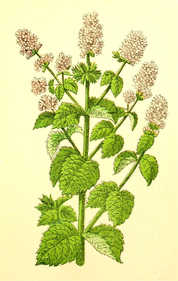 Plantenschat1898 307 149 Watermunt - Mentha aquatica