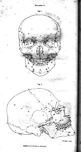 Plate Va Human Skull, engraving by William Miller after drawing by W Miller. Free illustration for personal and commercial use.