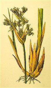 Plantenschat1898 106 48 Mattebies.—Scirpus lacustris