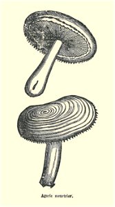 Plantes usuelles-Ysabeau-1878-agaric meurtrier