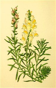Plantenschat1898 298 144 Vlasbek. —Linaria vulgaris