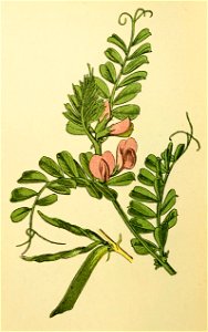 Plantenschat1898 82 36 Voederwikke.—Vicia sativa