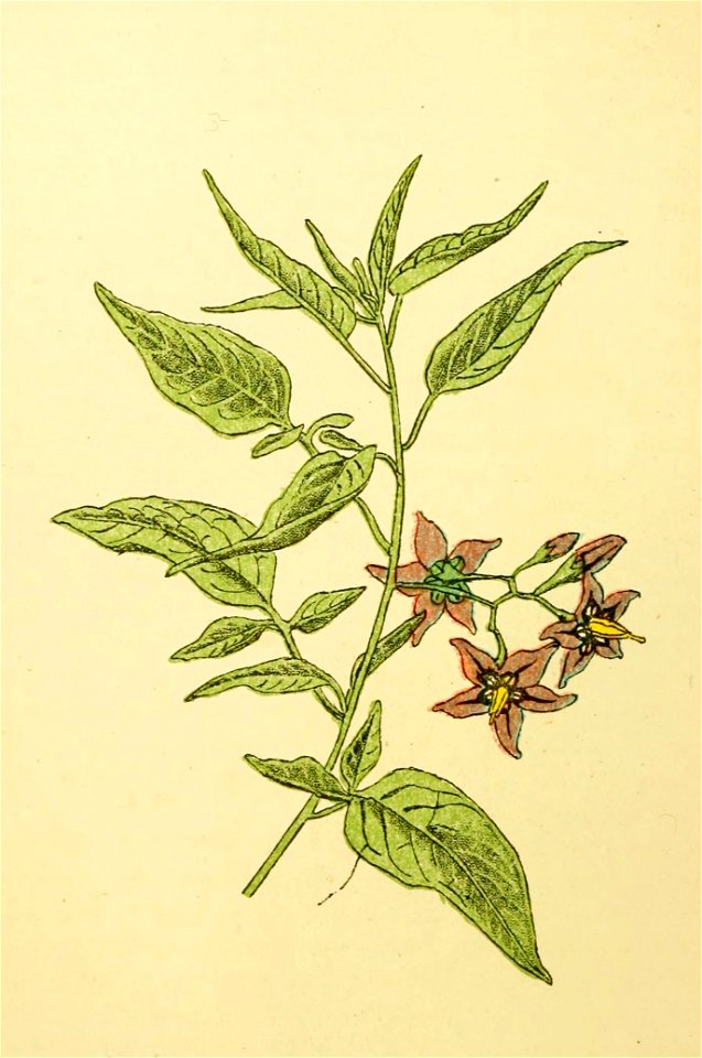 Plantenschat1898 190 90 Bitterzoet.—Solanum dulcamara
