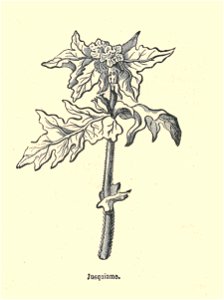 Plantes usuelles-Ysabeau-1878-jusquiame