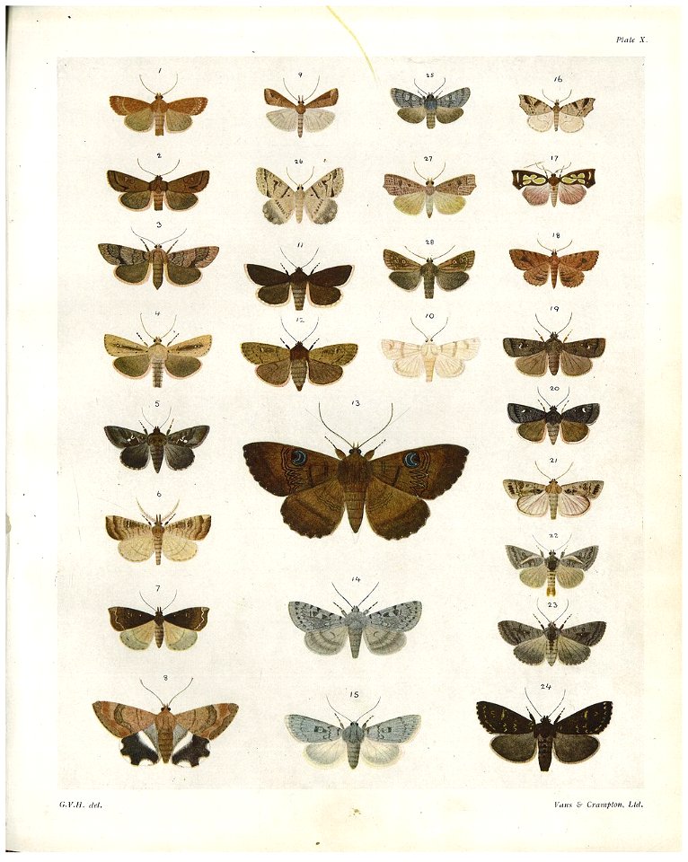 Plate X The butterflies & moths of New Zealand