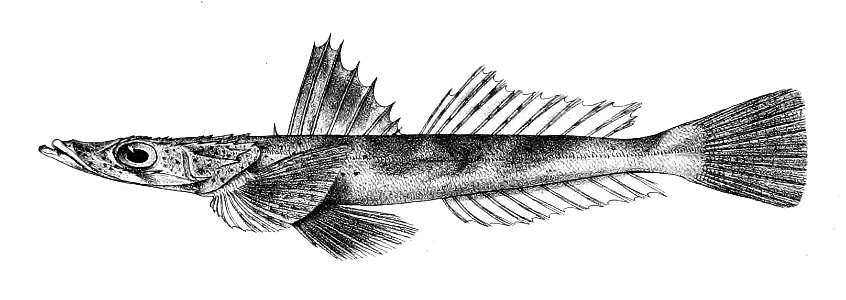 Platycephalus punctatus Ford 60