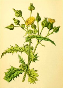 Plantenschat1898 290 140 Ruige melkdistel.—Sonchus asper