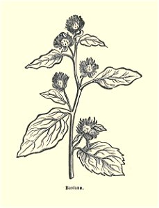 Plantes usuelles-Ysabeau-1878-bardane