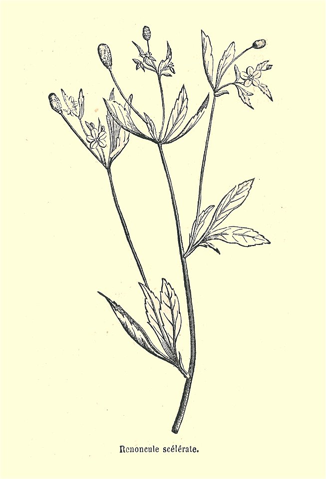 Plantes usuelles-Ysabeau-1878-Renoncule scélérate