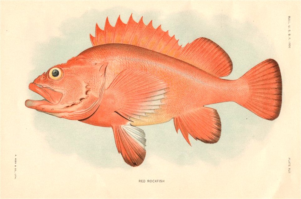 Plate XLII - Red Rockfish (Yelloweye Rockfish)