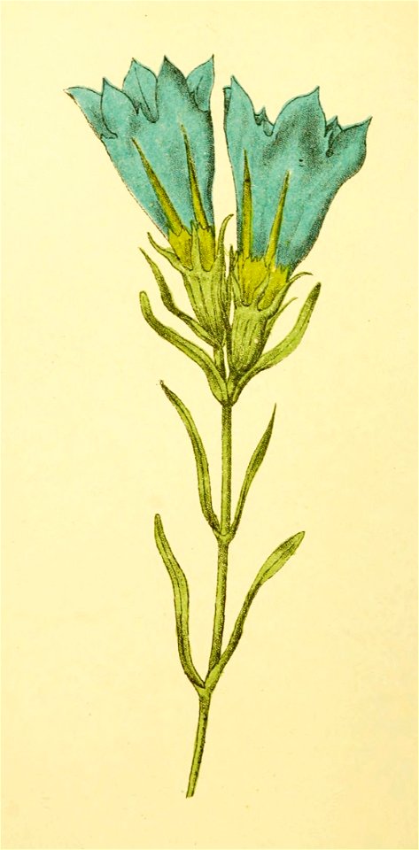 Plantenschat1898 262 126 Klokjes-gentiaan.—Gentiana pneumonanthe