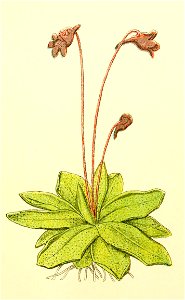 Plantenschat1898 49 19 Vetkruid.—Pinguicula vulgaris