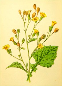 Plantenschat1898 162 76 Akkerkool.—Lampsana communis