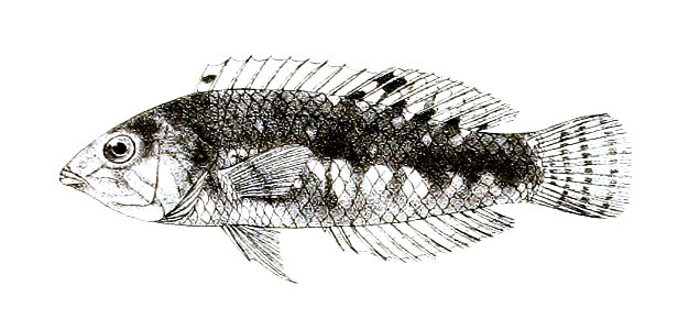 Platyglossus nebulosus Day 85