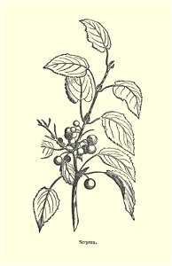 Plantes usuelles-Ysabeau-1878-nerprun