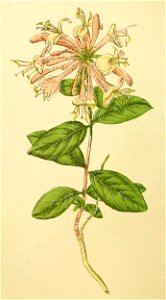 Plantenschat1898 178 84 Wilde kamperfoelie.—Lonicera periclymenum