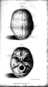 Plate VI Human Skull, engraving by William Miller after drawing by W Miller. Free illustration for personal and commercial use.