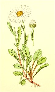 Plantenschat1898 77 33 Witte ganzebloem.—Chrysanthemum leucanthemum