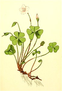 Plantenschat1898 37 Gewone klaverzuring.—Oxalis acetosella.