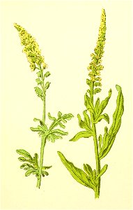 Plantenschat1898 85 37 Reseda lutea Reseda luteola