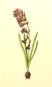 Plantenschat1898-025-7-Wilde hyacinth-Endymion nutans