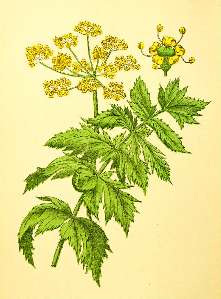 Plantenschat1898 278 134 Pinksternakel.—Pastinaca sativa