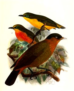 Platysteira concreta graueri & Kupeornis rufocinctus 1909