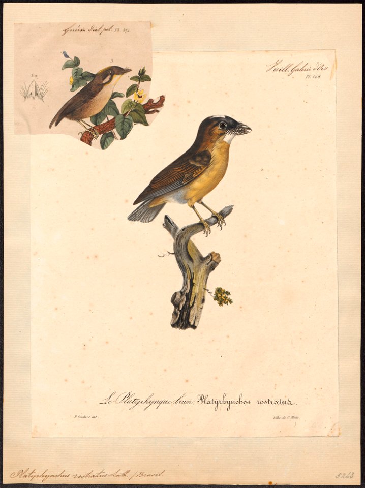 Platyrhynchus rostratus - 1825-1834 - Print - Iconographia Zoologica - Special Collections University of Amsterdam - UBA01 IZ16500255
