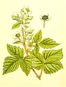 Plantenschat1898 193 91 Dauwbraam.—Rubus caesius