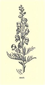 Plantes usuelles-Ysabeau-1878-aconit