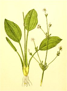 Plantenschat1898 201 95 Groote waterweegbree.—Alisma plantago