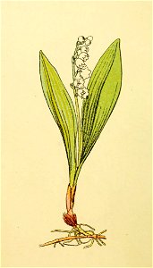 Plantenschat1898 38 14 Lelietje der dalen.—Convallaria majalis